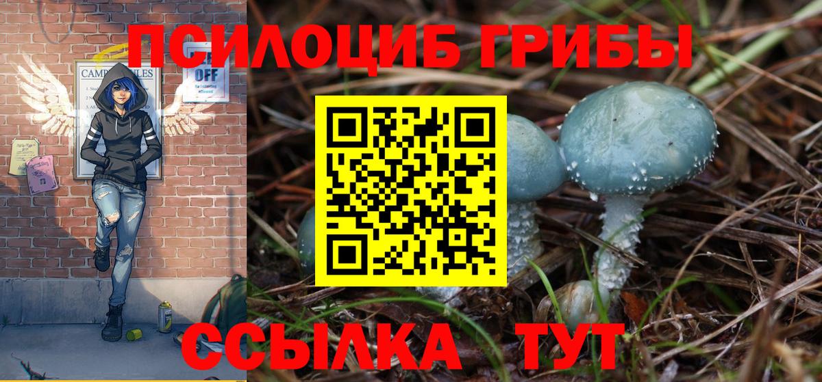 Псилоцибиновые грибы Psilocybine cubensis Краснокаменск